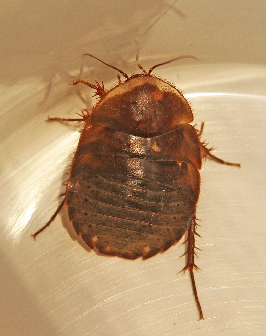 Polyphaga aegyptiaca,  femmina ( Blattodea - Polyphagidae)